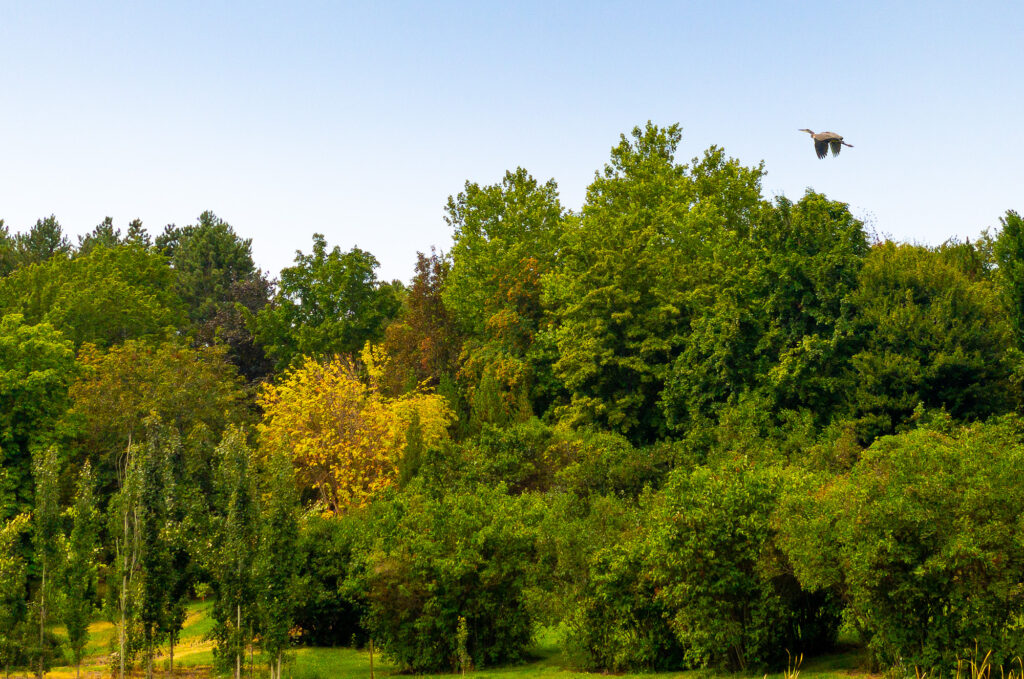 Photograph; a blue heron in flight over a grove of trees.