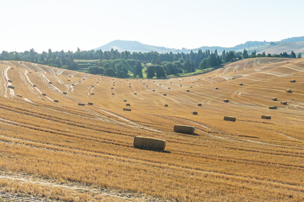 Photograph; A summer morning. Straw bales sit in a harvested field in a haze. In the background is a park of trees and Tomer butte on the Palouse.