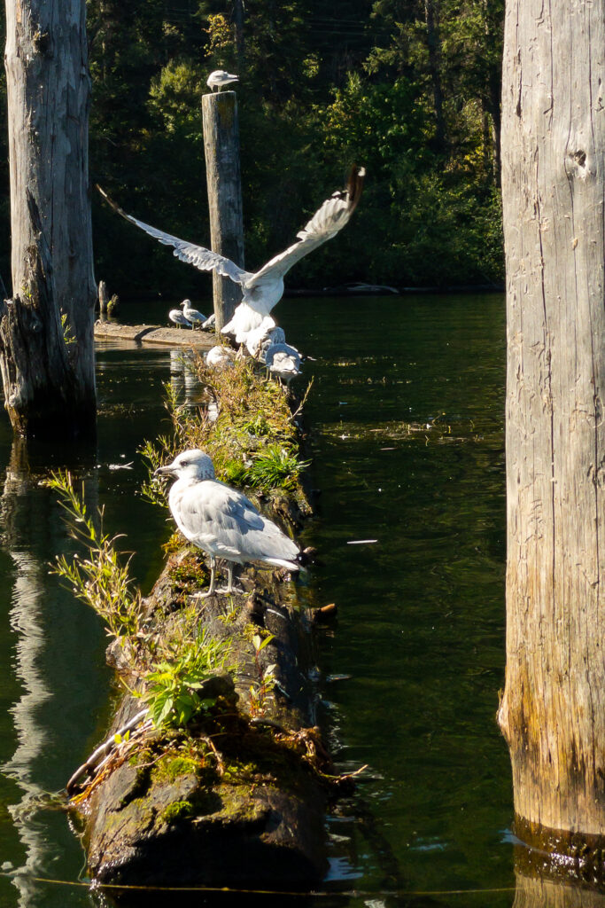 Photograph;  Seagulls on a pier's mossy log on a lake. 