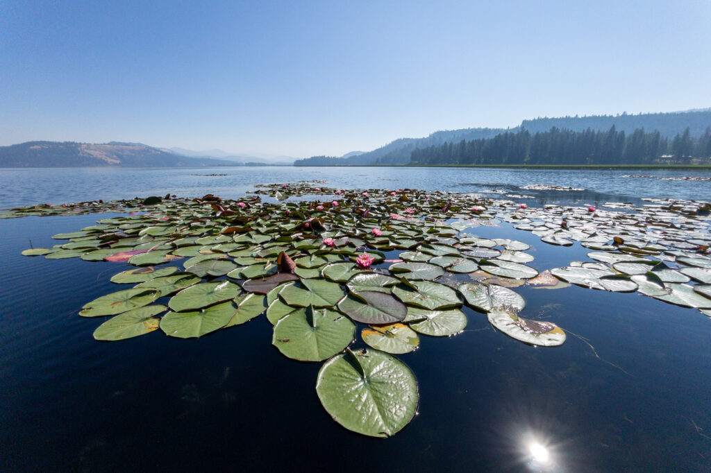 Photograph; Lily pad in bloom on the surface of a lake, the sun reflected in the water.  Blue sky and pine trees.