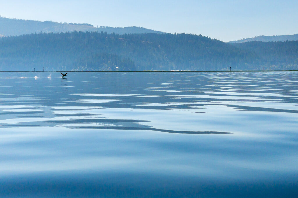 Photograph; A Cormorant flies along the surface of a like with pine covered mountains in the background.