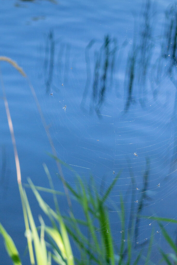 Photograph; A spiders web scattered with insects in the grasses along the St Joe River.