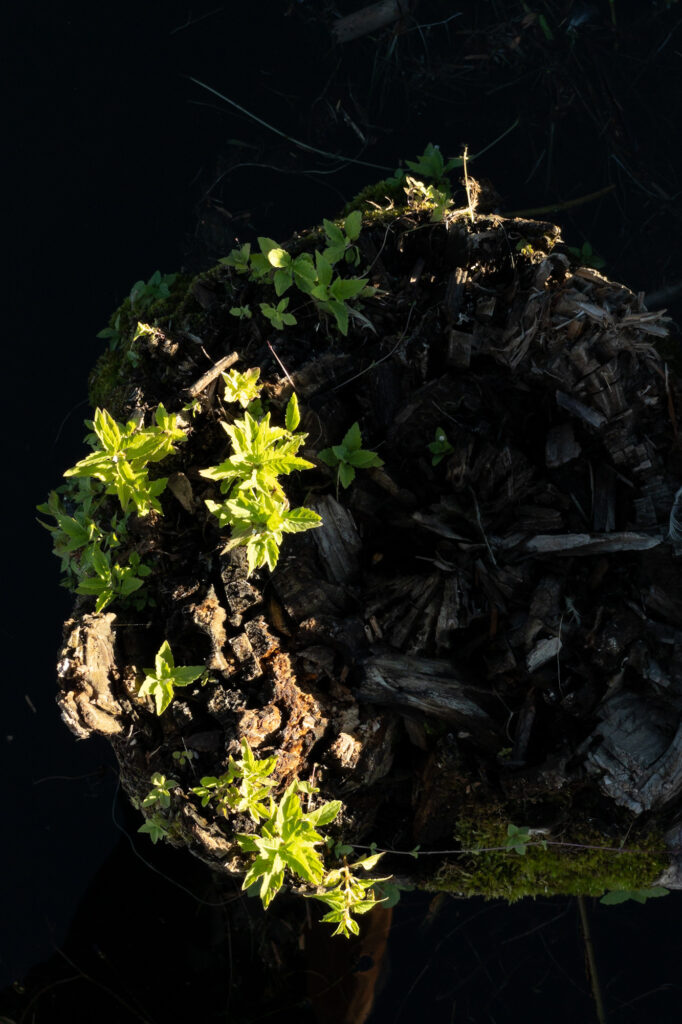 Photograph;  On a pier, plants grow from the top of broken post.