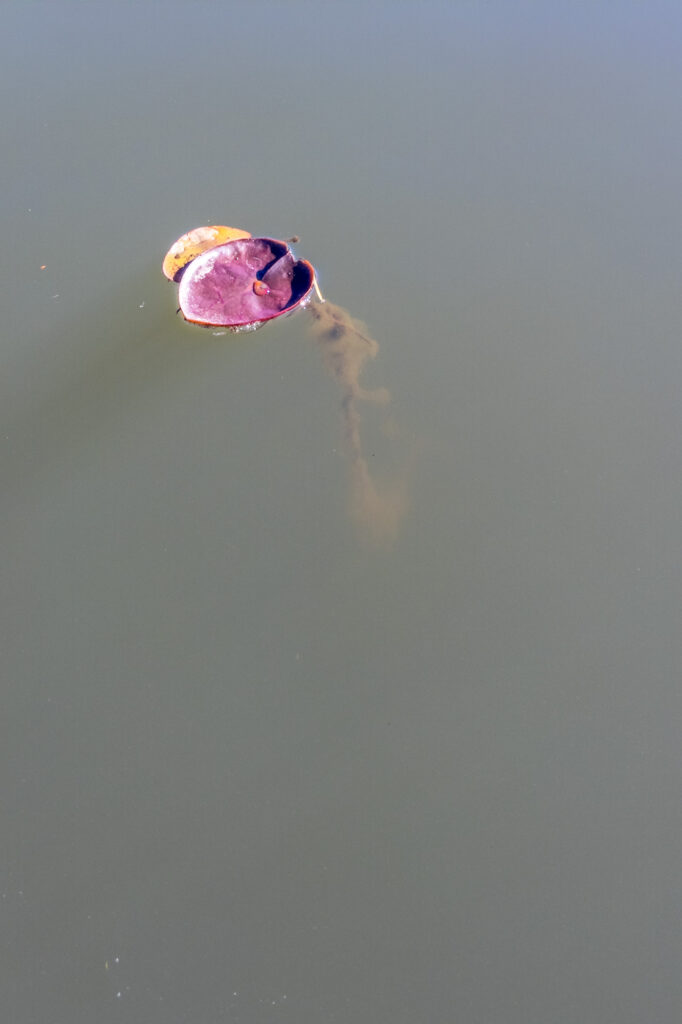 Photograph; Lily pad on the surface a silty creek.