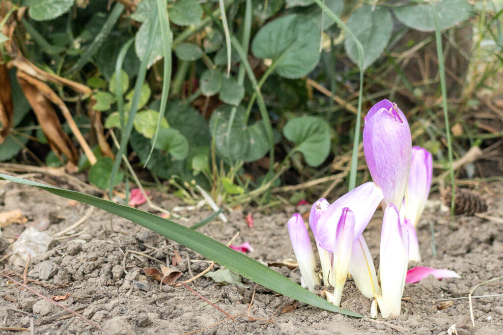 Photography; Autumn crocus in bloom.