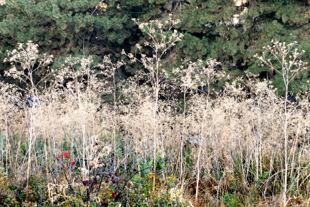 Photograph by Joe Pallen; A stand of poison hemlock stands tall a light beige color with pine trees above and autumn reds and greens below