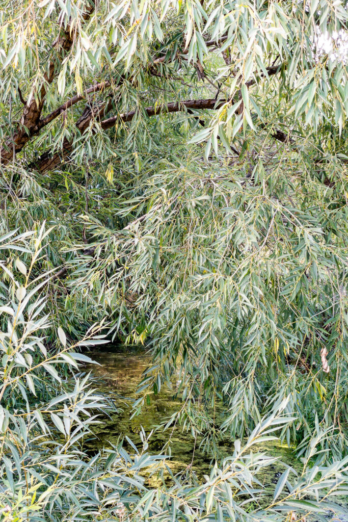 Photograph; swirling willow leaves frame a stagnant pond in a creek bed  with algae forming on its surface.