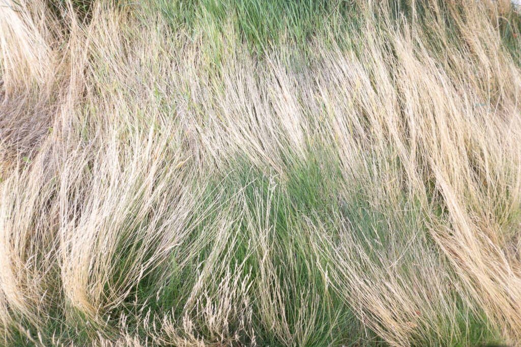 Photograph by Joe Pallen; Brown and green tall grasses lie flat, wind blown in one direction