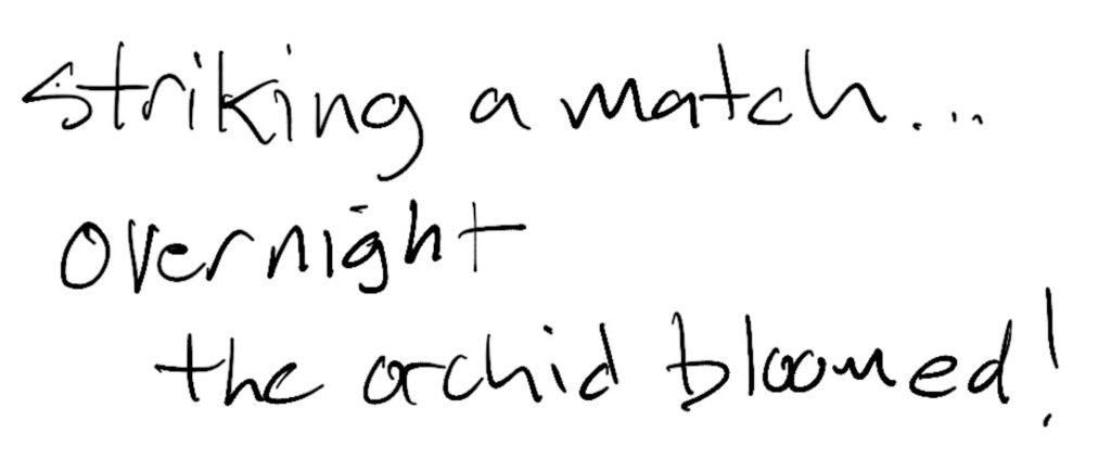 Haiku by Joe Pallen; striking a match… / overnight / the orchid bloomed!