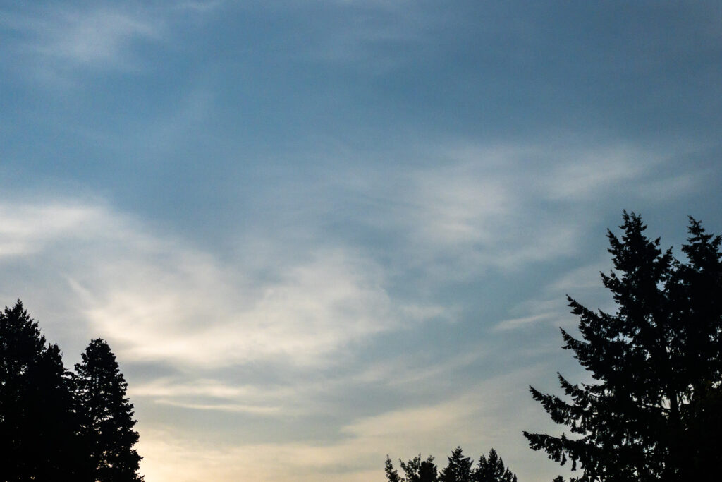 Photography; Morning sunlight accents the clouds above silhouetted pine trees. 
