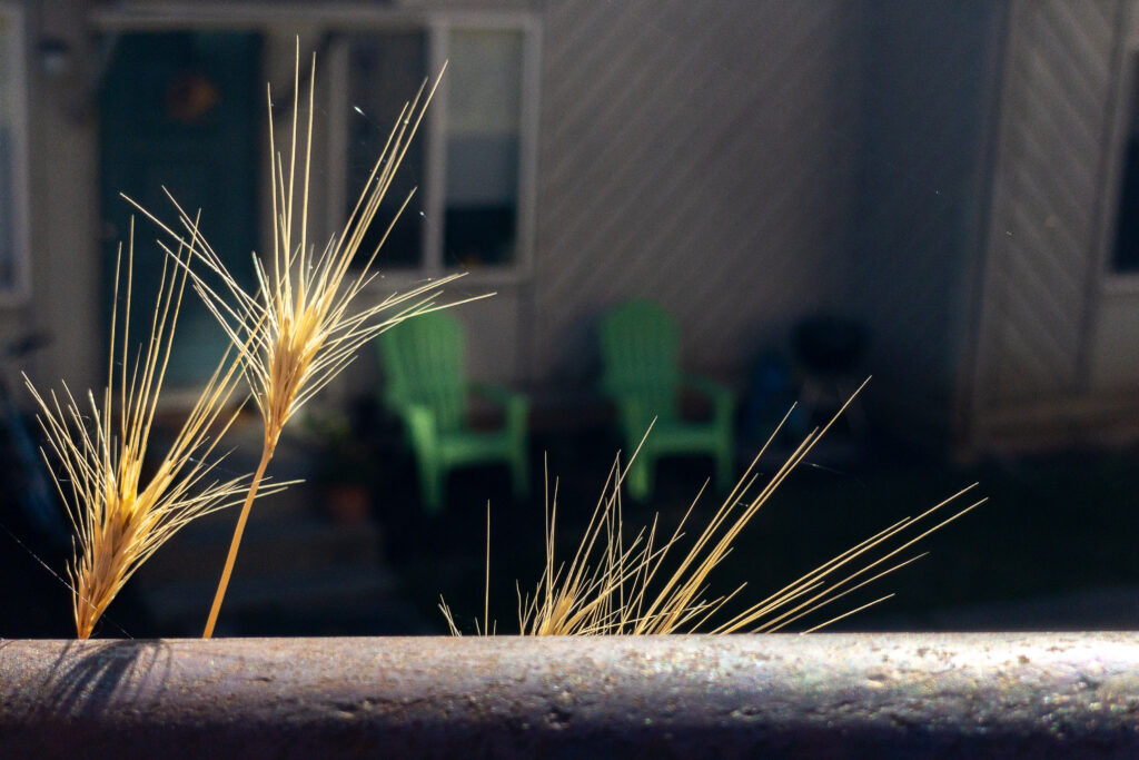 A photograph of dry autumn grasses peaking over an iron pipe backlight by the morning sun.