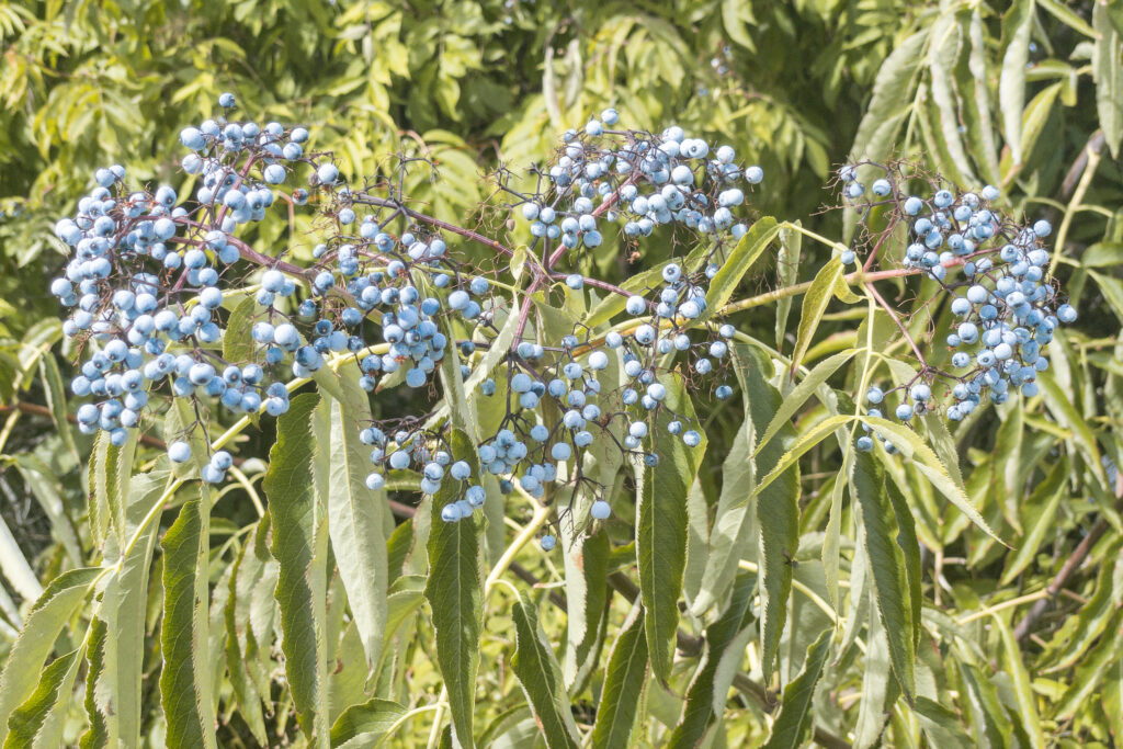 A photograph of a cluster of light blue elderberries in an elderberry tree.