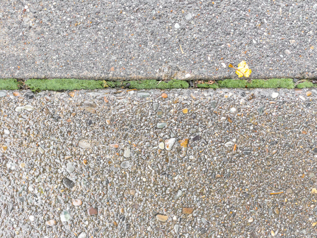 A photograph of a strip of moss in sidewalk expansion joint with on yellow autumn leaf at its edge.