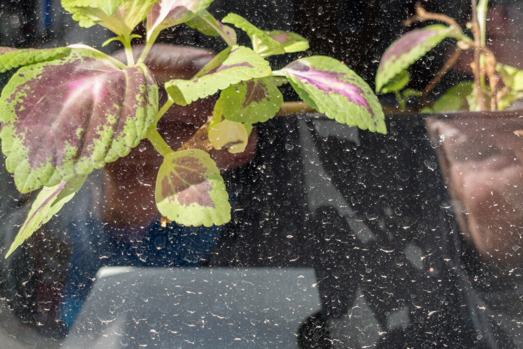 Photograph; A potted plant in a dust spotted window after a morning rain.