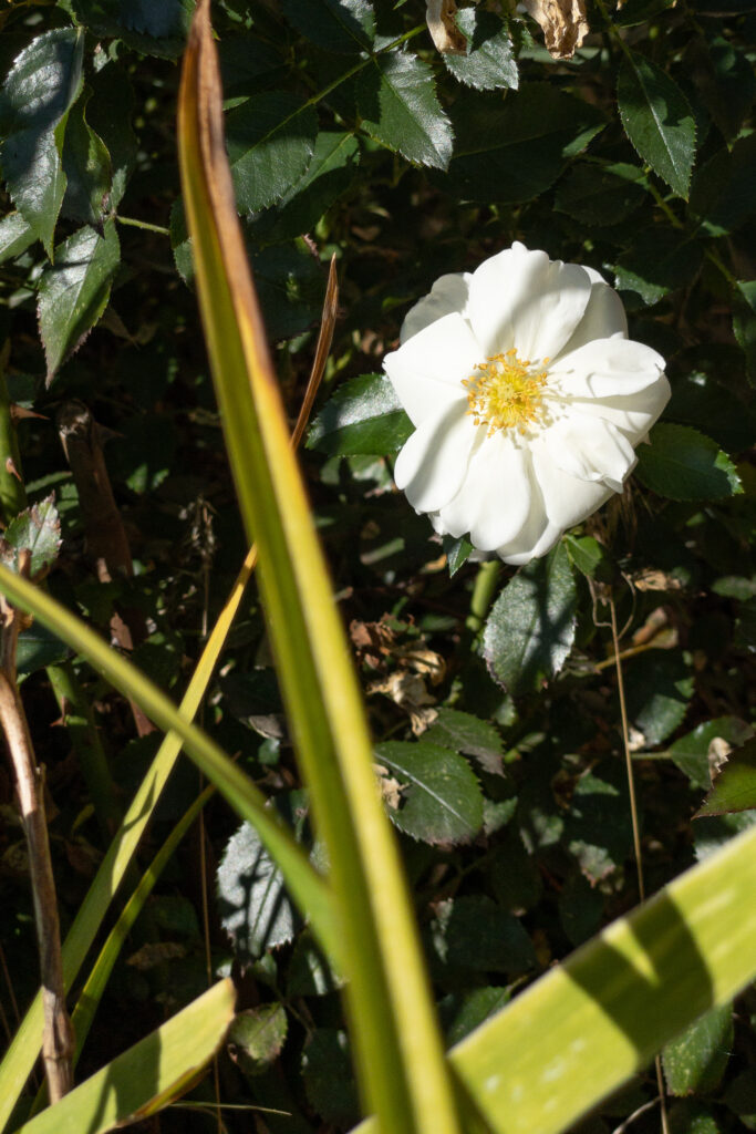 Photography; a white rose in the morning sun.