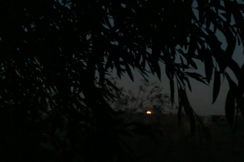 Photograph; setting moon under a willow tree on the Palouse