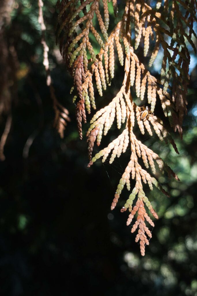 Photograph; a spot of autumn sun shines on the brown tip of a Western Cedar branch.