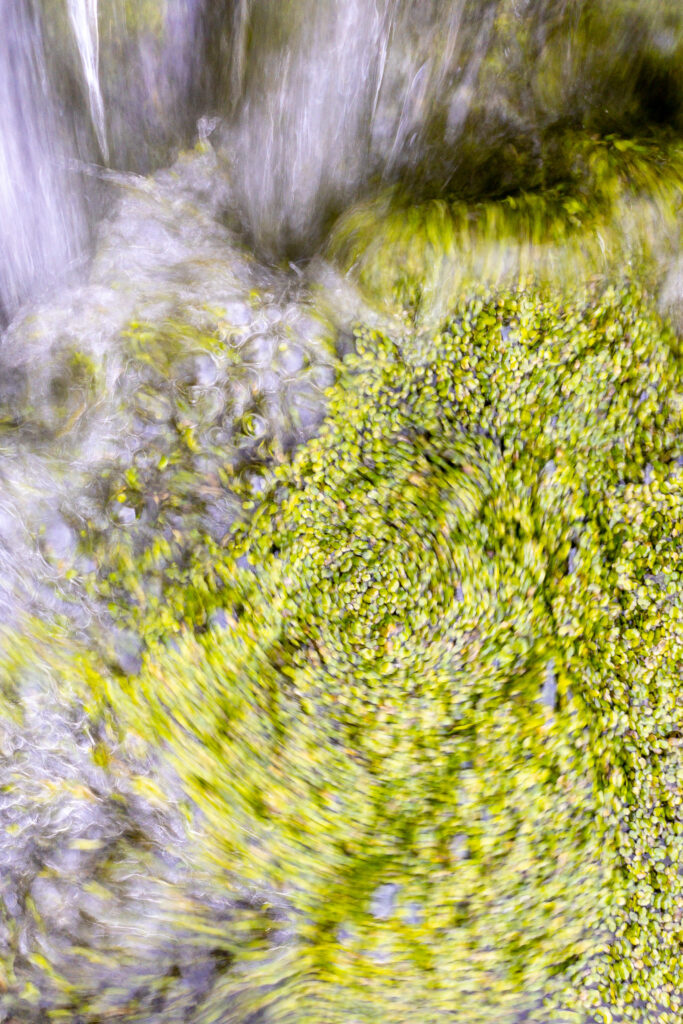 Photograph; Running water through duckweed taken with a slow shutter speed so there is a swirling  movement.
