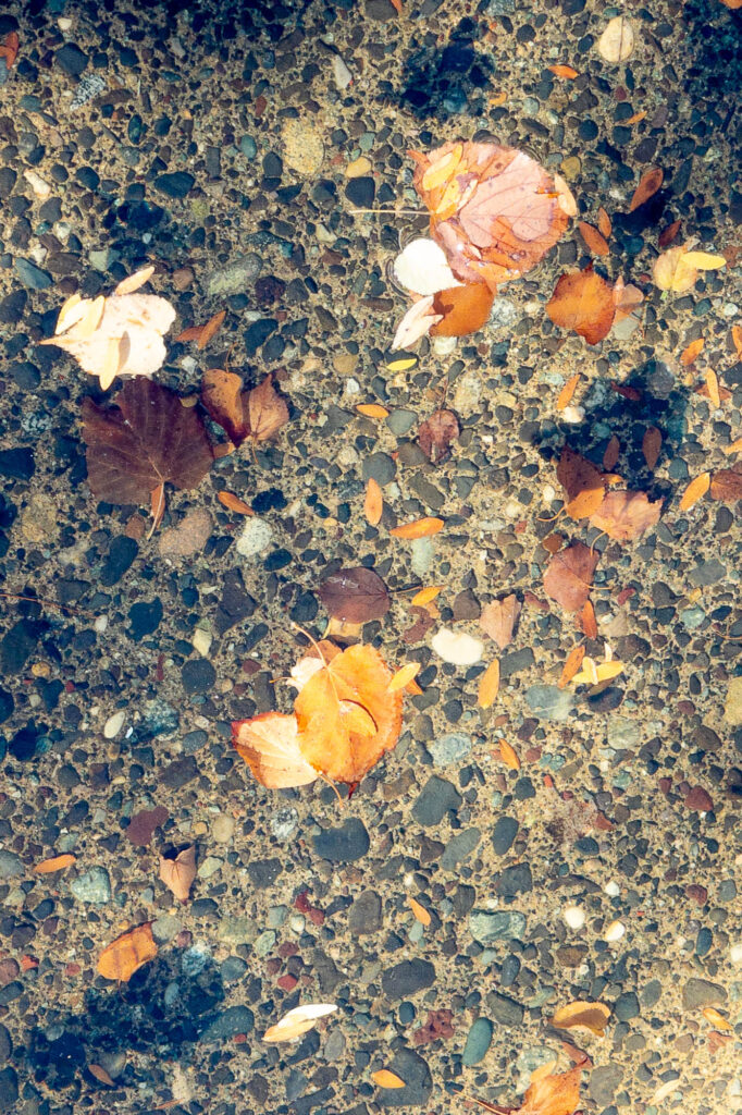 Photograph; Autumn leaves floating a in fountain above their shadows.