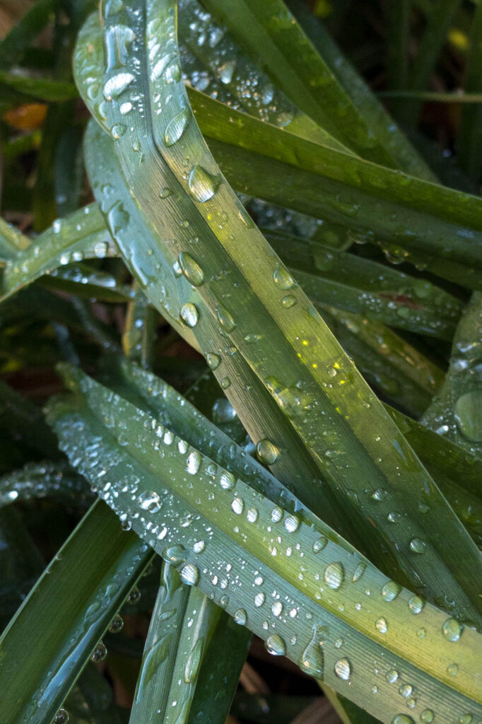 Photograph; Morning dew on a daylily reflecting the morning sky.