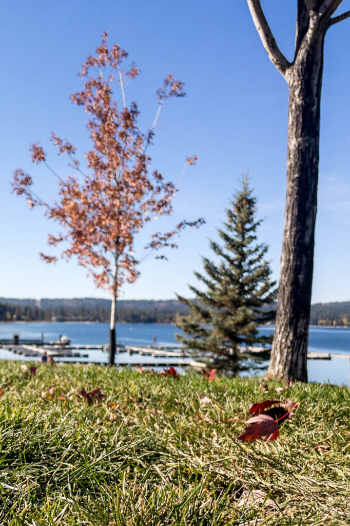 Photograph; a falling leaf, a young maple tree out of focus next to a lake.