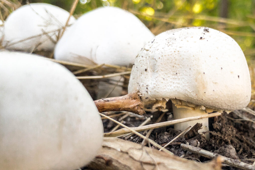 Photograph;  close up of horse mushrooms sprouting in autumn.