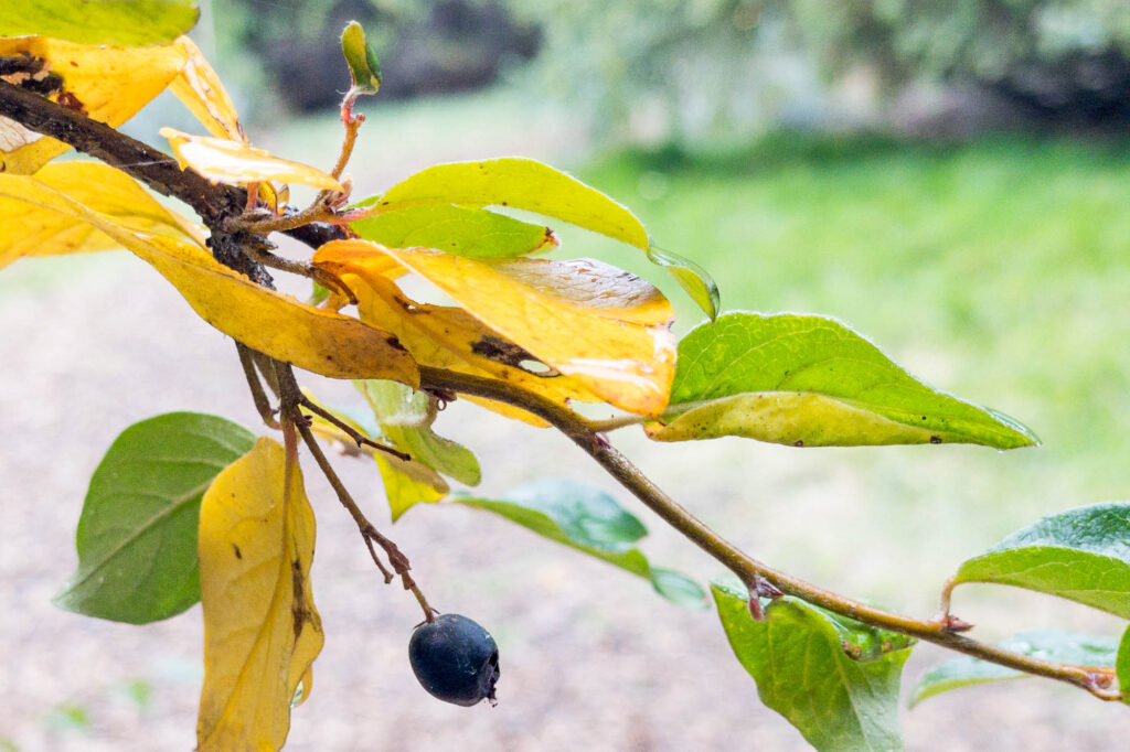 Photograph; Photo of a cotoneaster berry hanging from a branch of yellow leaves in the rain.