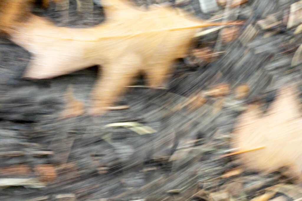 Photograph;  Leave on a bark path blurred with movement.