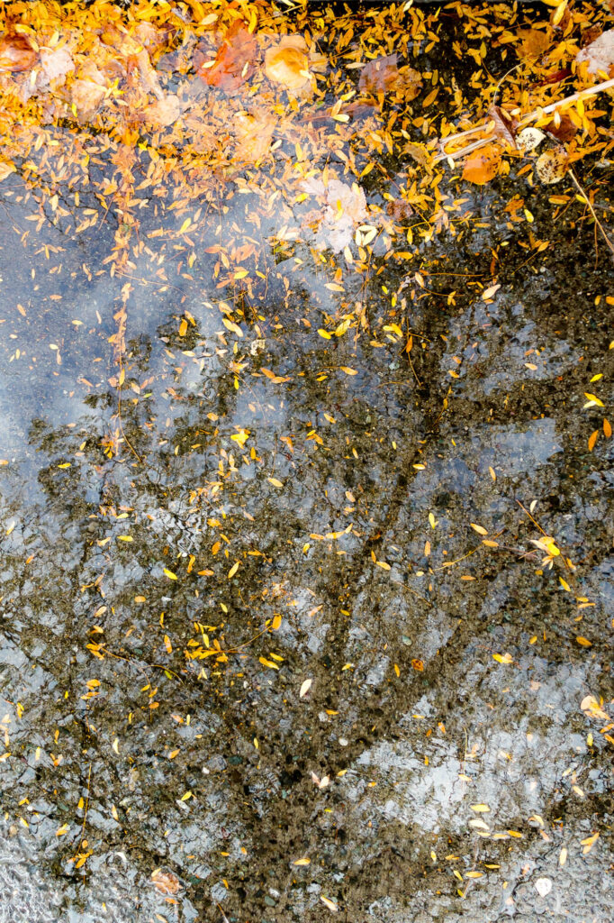 Photograph; a tree reflected in water with floating leaves.