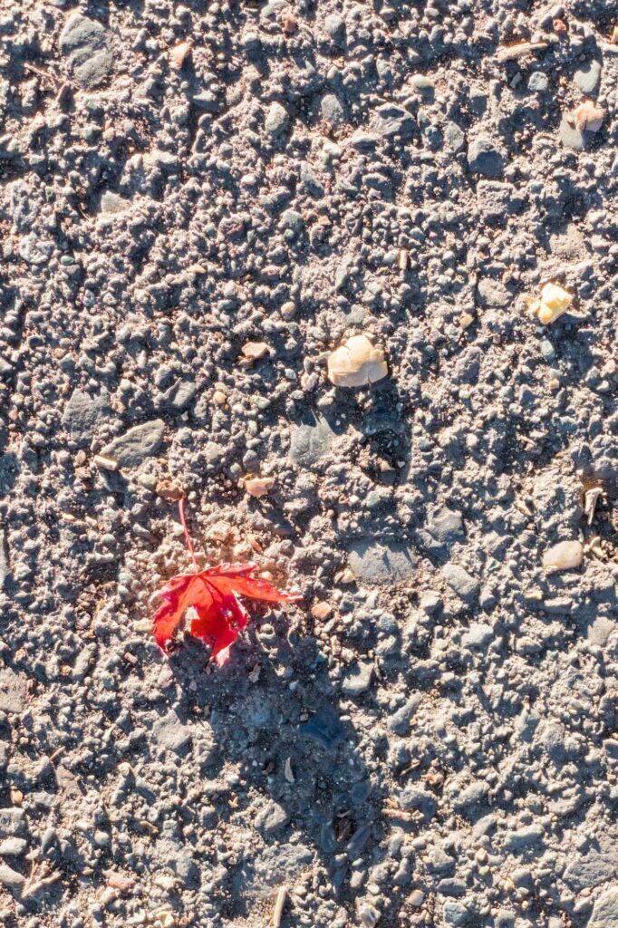 Photograph; a red fall leaf cast a shadow in the low afternoon sun on a sidewalk.