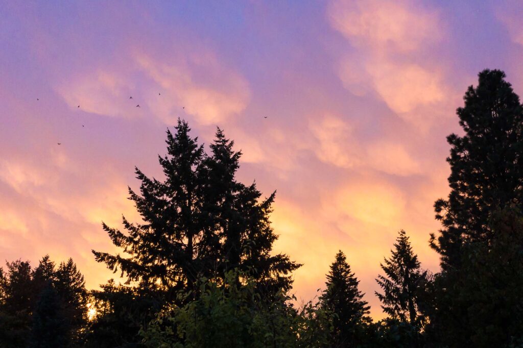 Photograph; Morning sunrise of blues, purples, oranges and yellows. Over pines a flock of birds fly by.