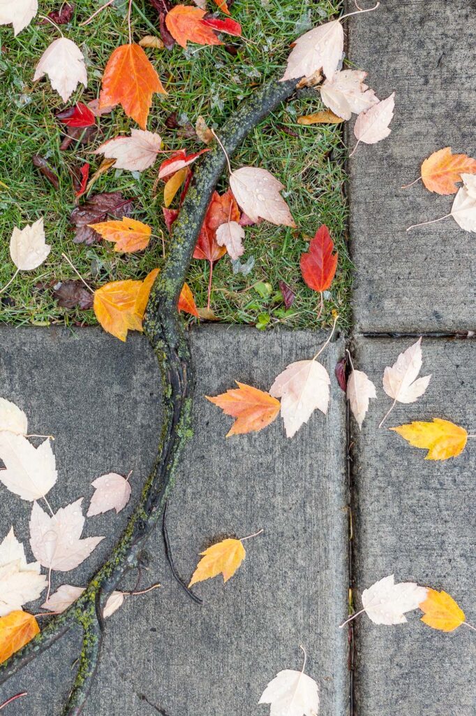 Photograph; fall leaves and a broken branch wet with melting snow at the corner of a sidewalk. 