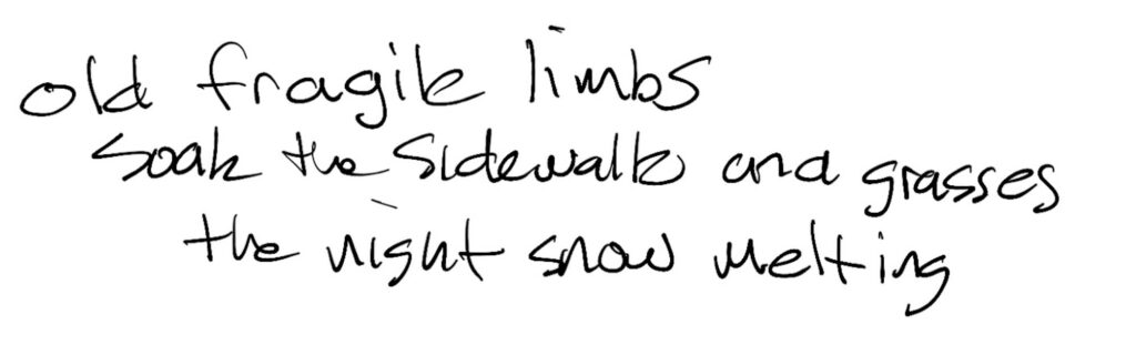 Haiku; old fragile limbs / soak the sidewalk and grasses / the night snow melting