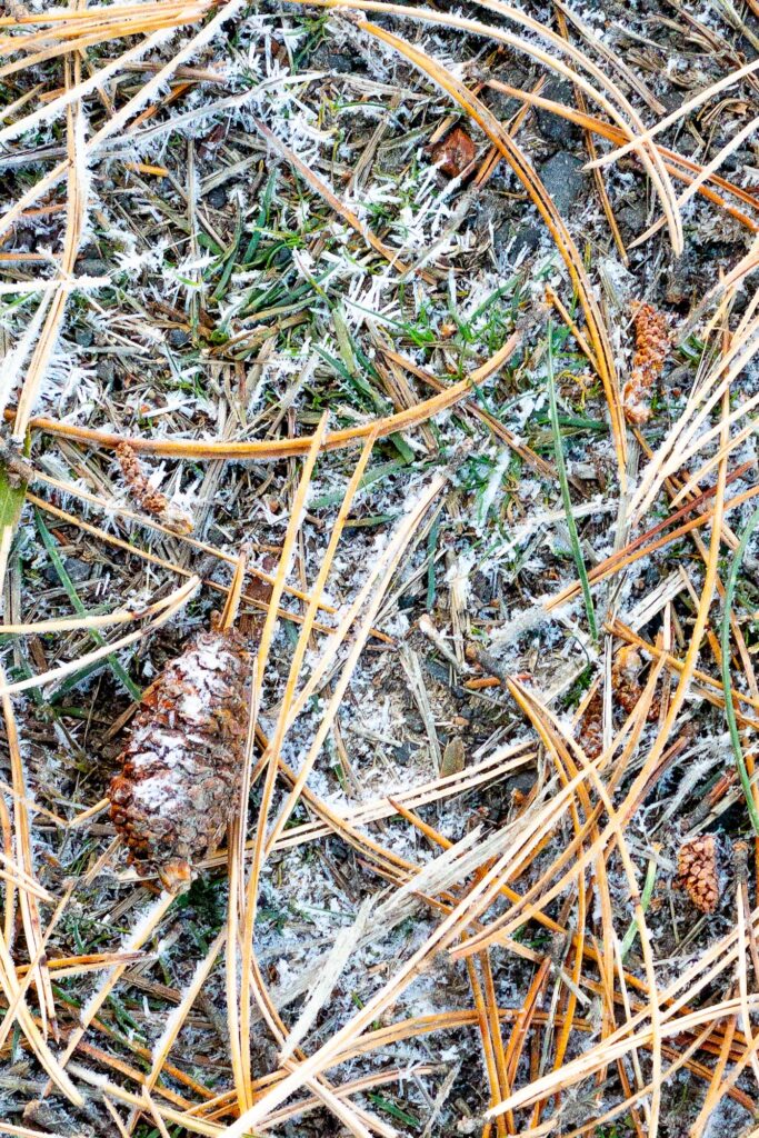 Photograph; frost on a pine cone and pine lying needles on the ground.