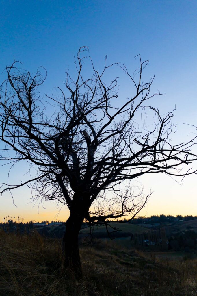Photograph; a silhouette of dying tree at sunset on autumn.
 