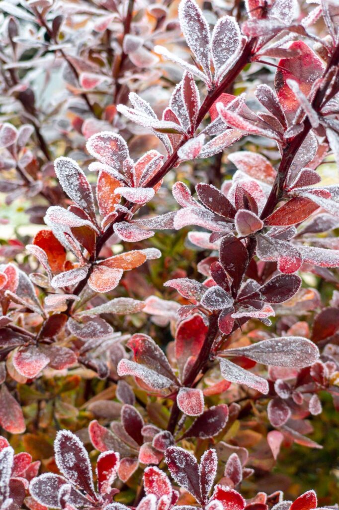 Haiku; frost on a the leaves of a plant. 