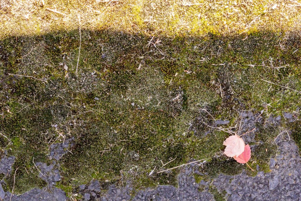 Photograph; two leaves in shadow along side a strip of sunlight.

