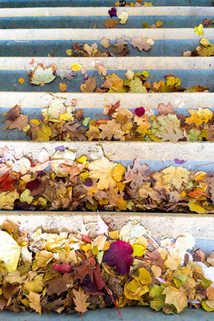 Photograph; autumn leaves on stair steps in the low afternoon sun.