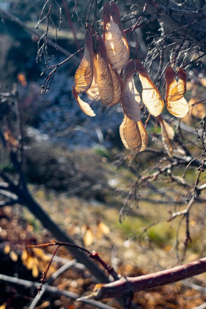 Photograph; Maple tree seeds hang from a branch in the morning sun.