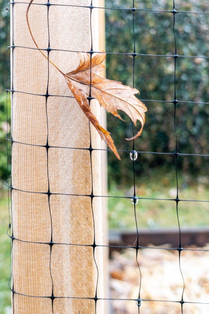 Photograph; a leaf hangs, tangled in a garden netting.