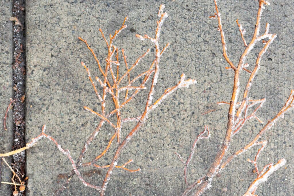 Photograph; A branch that has fallen on a sidewalk covered in frost.