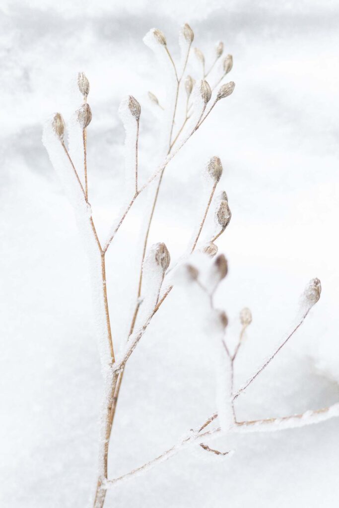 Photography; A common nippleowrort plant covered in frost in winter snow.
