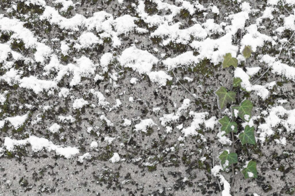 Photograph; Moss on a cement wall covered in snow and a vine of Ivy with green leaves.