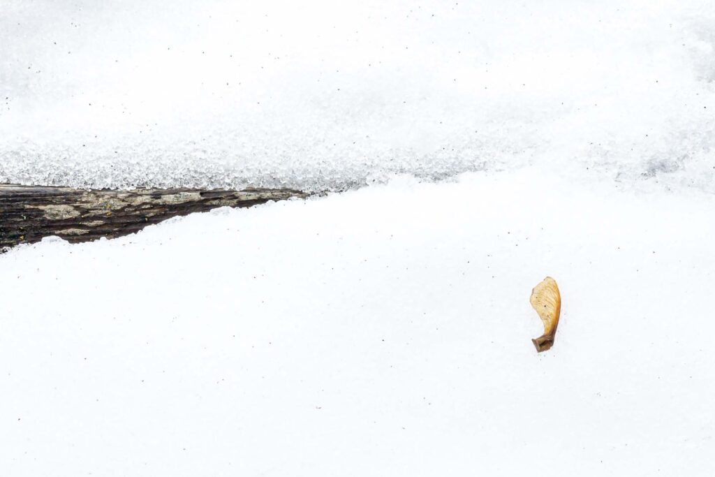 Photograph; A snow covered garden bed during a mid-winter thaw and a maple tree seed.