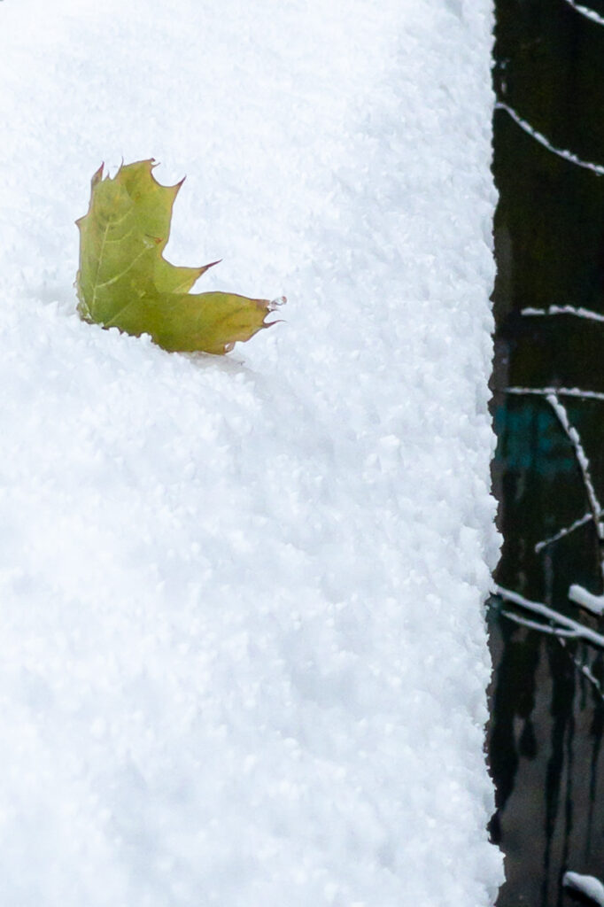Photograph; a dry and brittle green and yellow leaf stuck in snow in a bridge railing above bare branches and a creek.