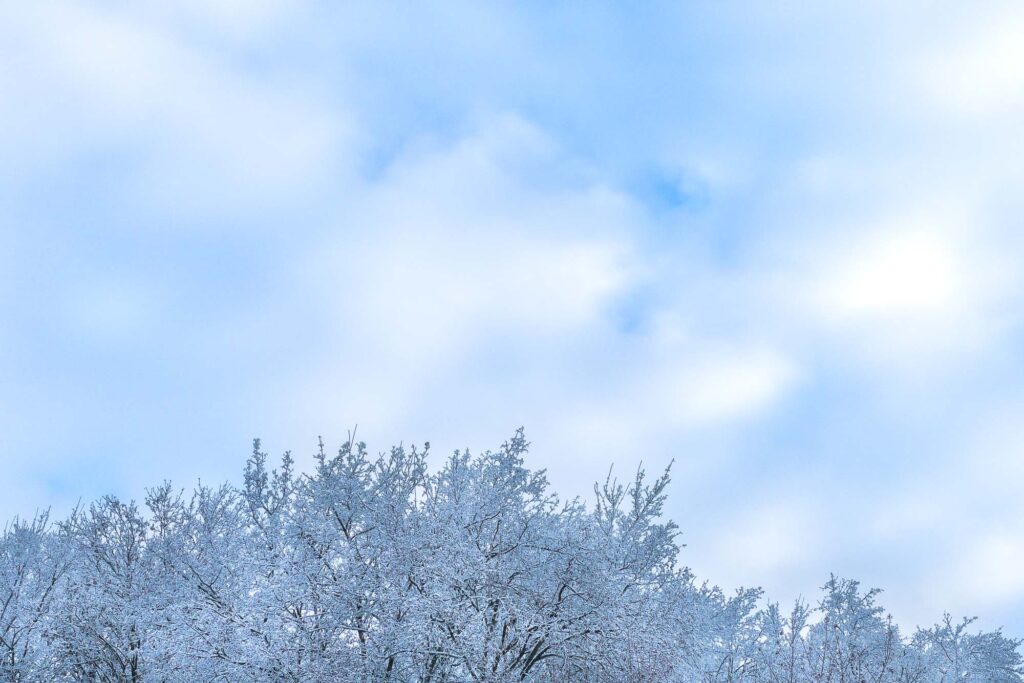 Photograph; Frost covered treetops under a patchy blue and cloudy sky.