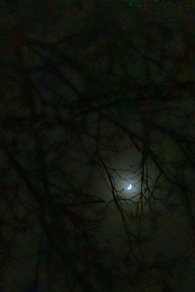 Photograph, A waxing quarter moon between leafless branches.
