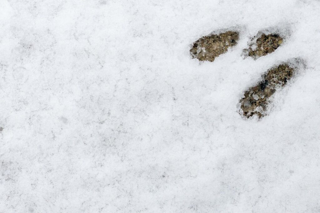 Photograph; Rabbit track in the mornings fresh snow.