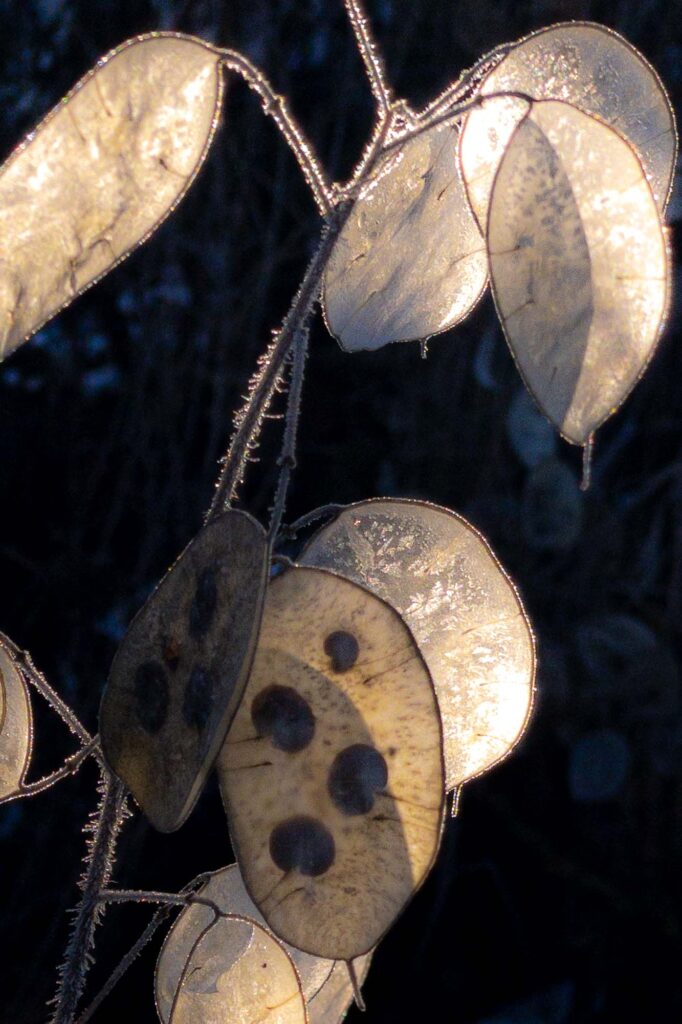 Photograph; A Lunaria (Silver Dollar Plant) lit on the shady side of a hill.