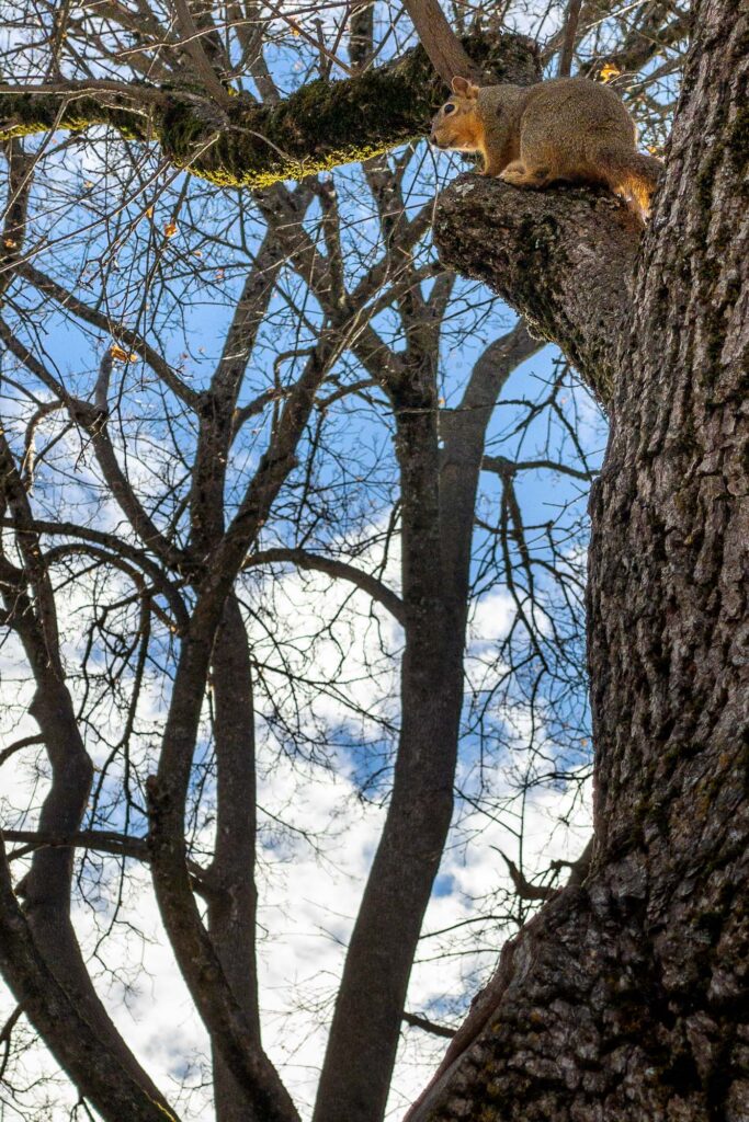 Photograph; A squirrel in a tree in winter under a blue sky and clearing clouds.